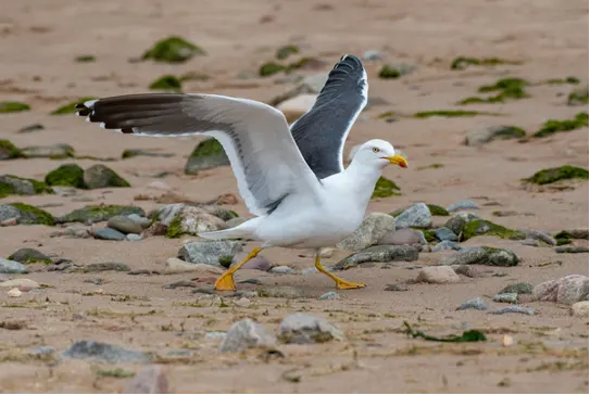 What Are Seagulls Doing Here?