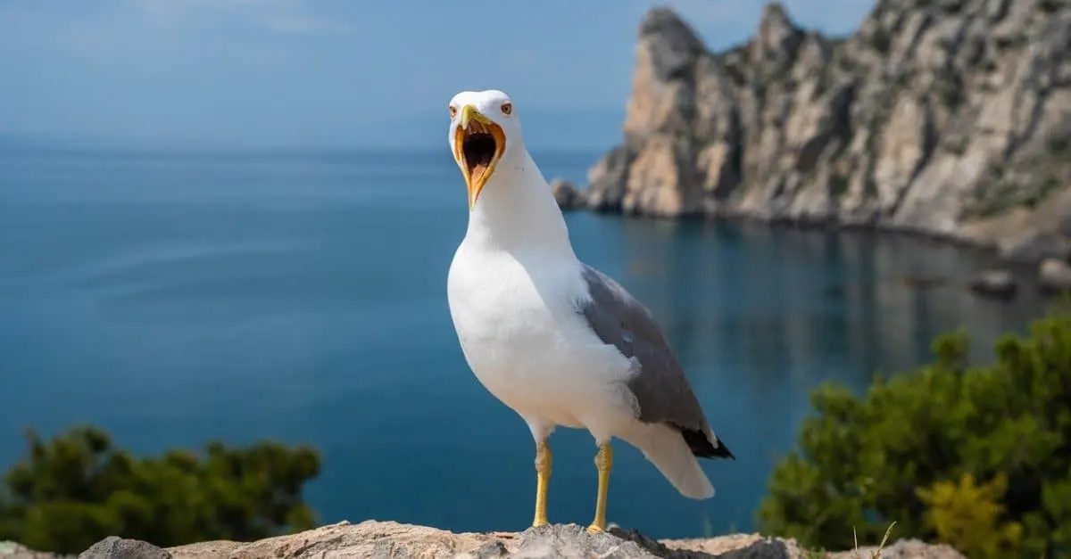 How Long Do Seagulls Live? The Surprising Lifespan of UK Gulls