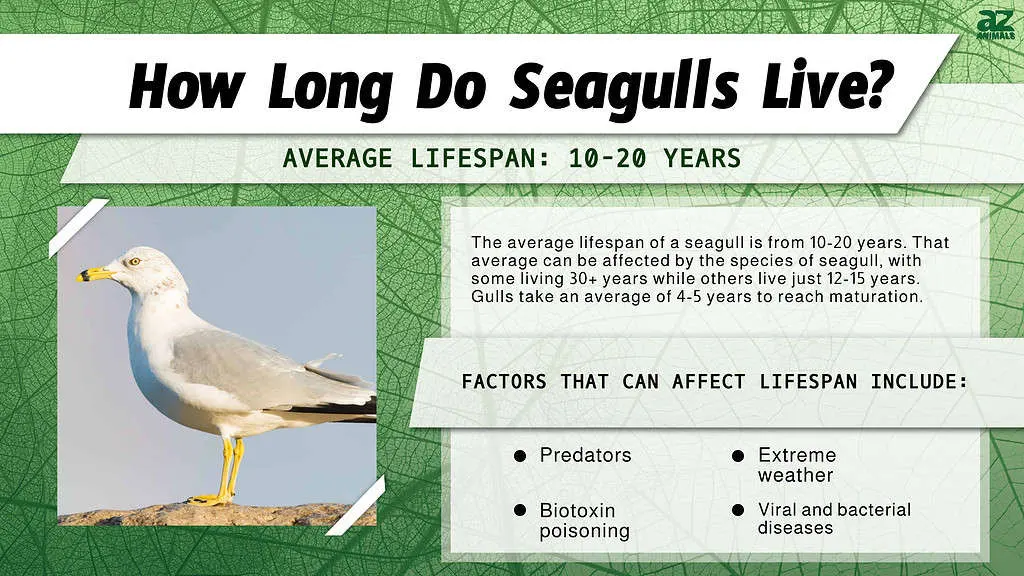 How Long Do Seagulls Live? The Surprising Lifespan of UK Gulls