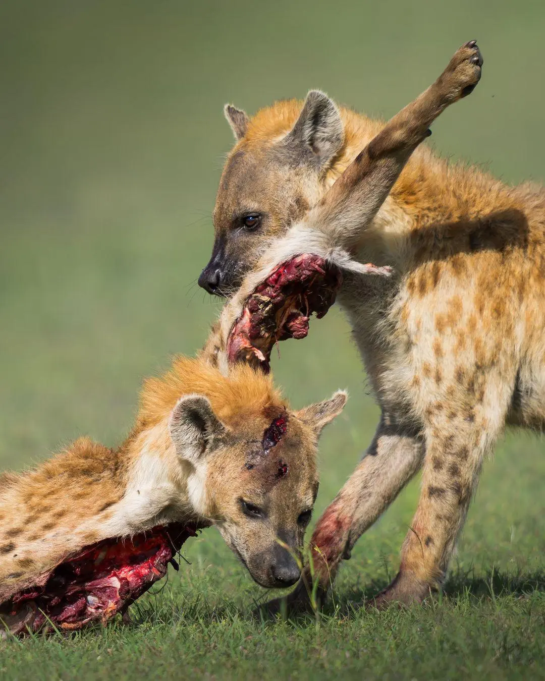 What do hyenas eat
