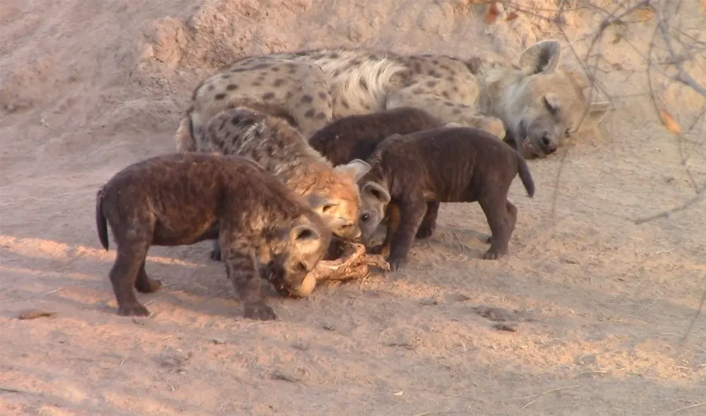 Hyena cubs eat a buffalo bone
