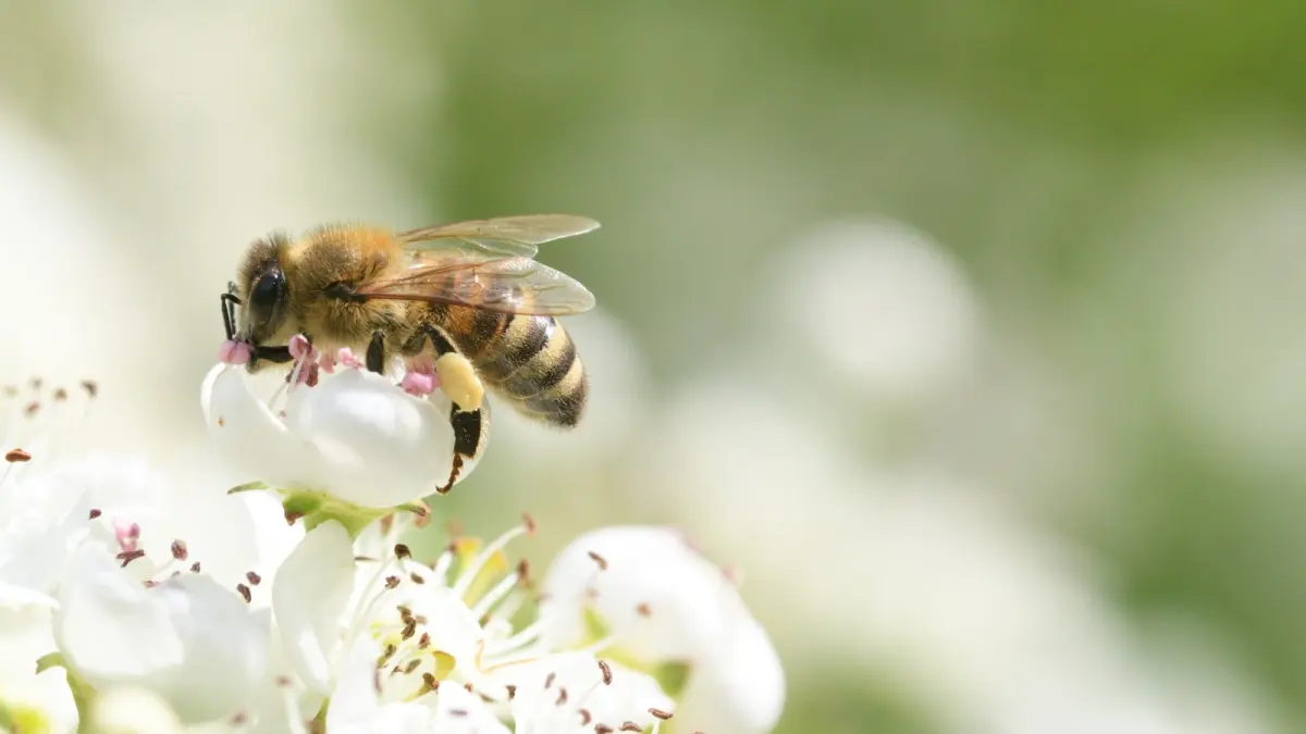 How to attract bees to your garden: 7 simple methods