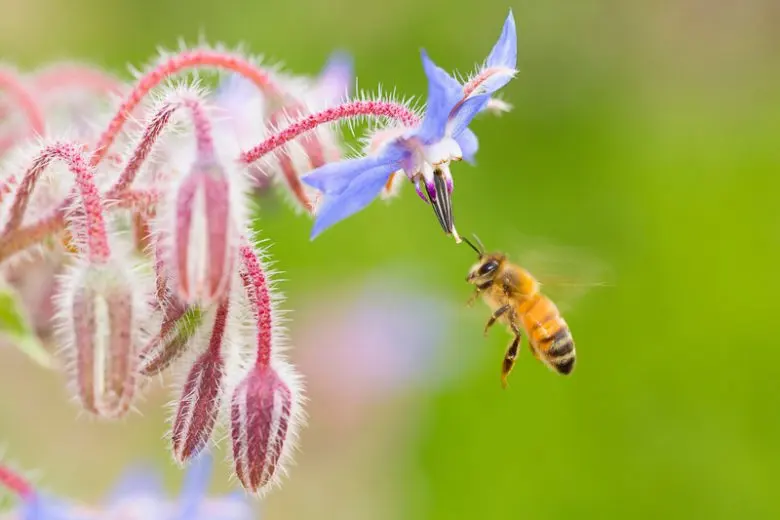 For the Love of Bees: Best Flowers to Attract them to Your Garden