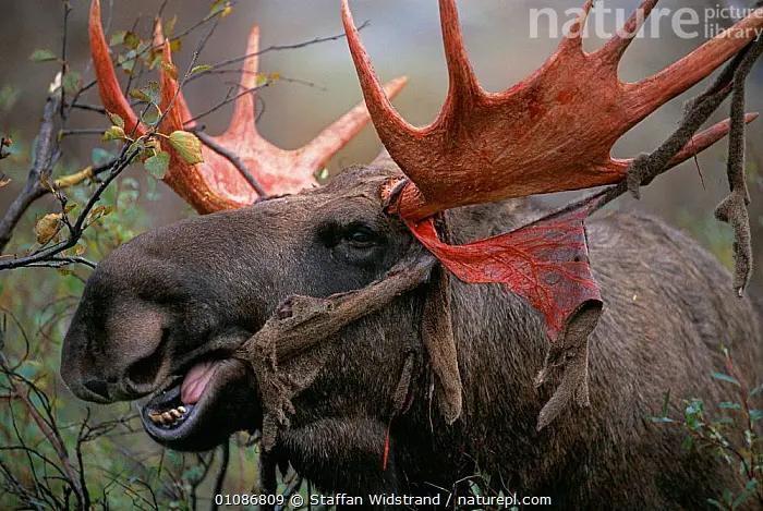 of Moose eating velvet from antlers {Alces alces} Sarek NP. Sweden.. Available for sale on www.naturepl.com