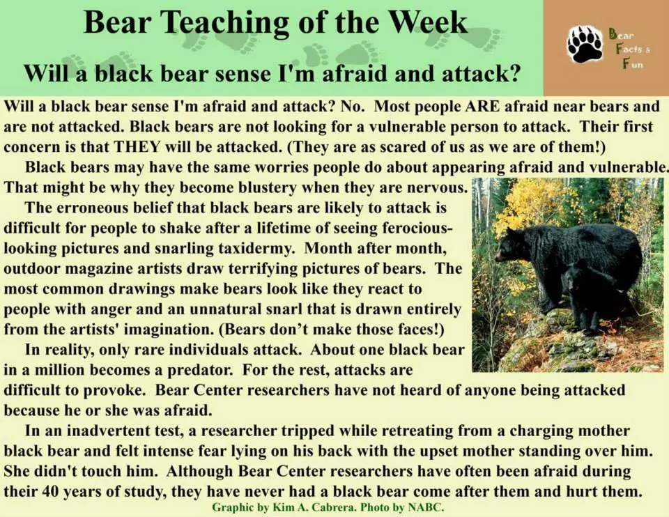 Are Bears Dangerous?
