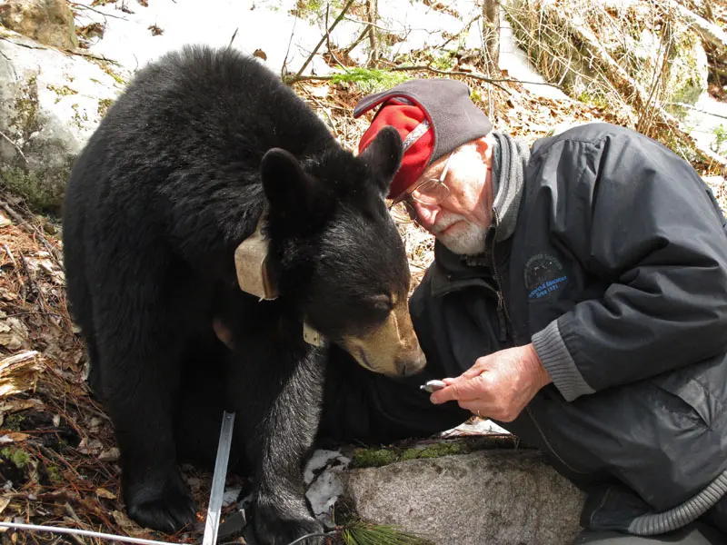 Myth: When Bears Lose Their Fear of People, They Become More Likely to Attack