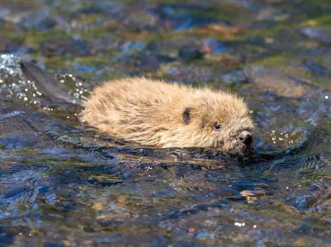 Babies beavers — image 2