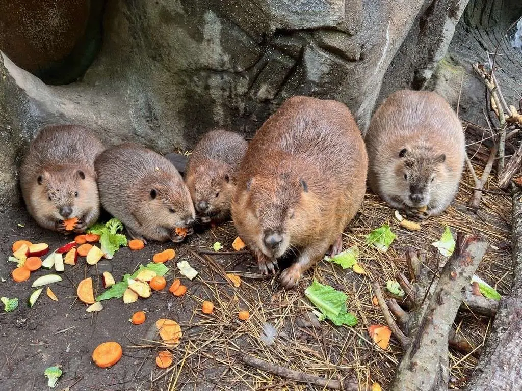Babies beavers — image 3