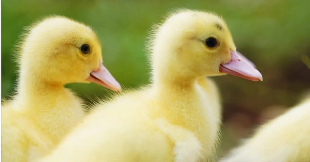 Baby Duck: 5 Incredible Facts & 5 !