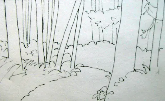 A Walk in the Woods