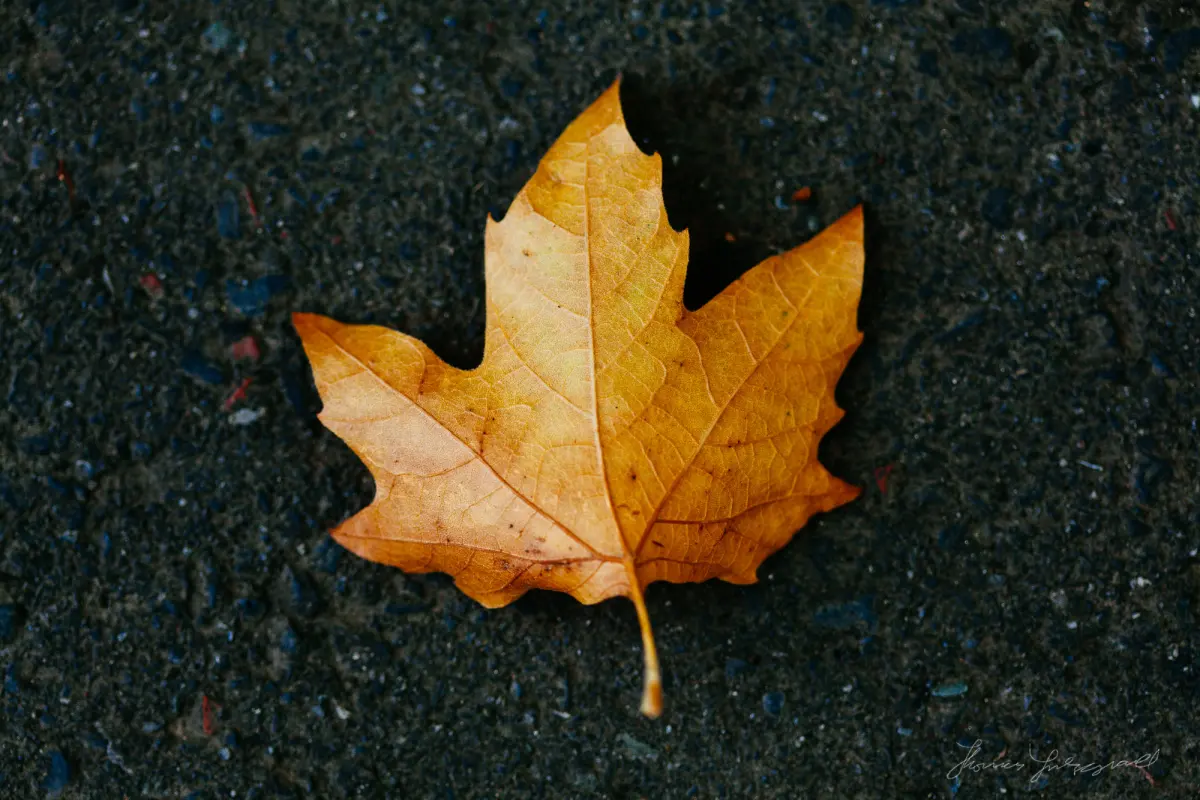 Photograph autumn leaves — image 2