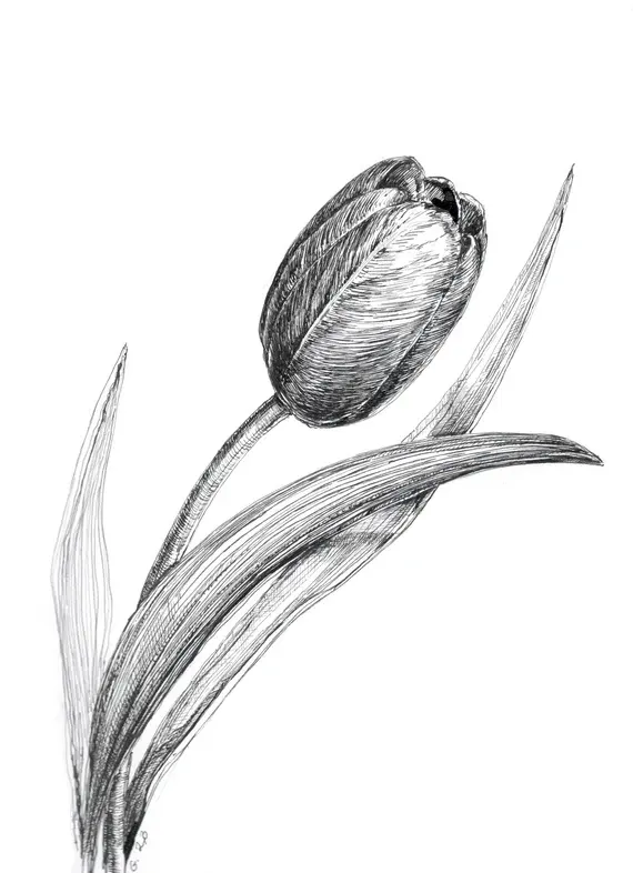 Tulip Pen Sketch, Original Drawing, Pen and Ink, Tulip Drawing, Tulip Flower, Flower Drawings