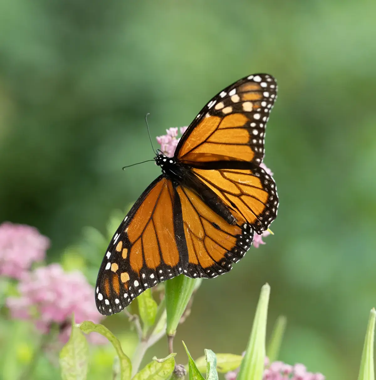 Monarch migration: New York City is an unexpected butterfly haven