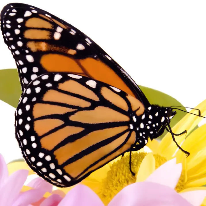 Three Dozen Monarch Butterflies