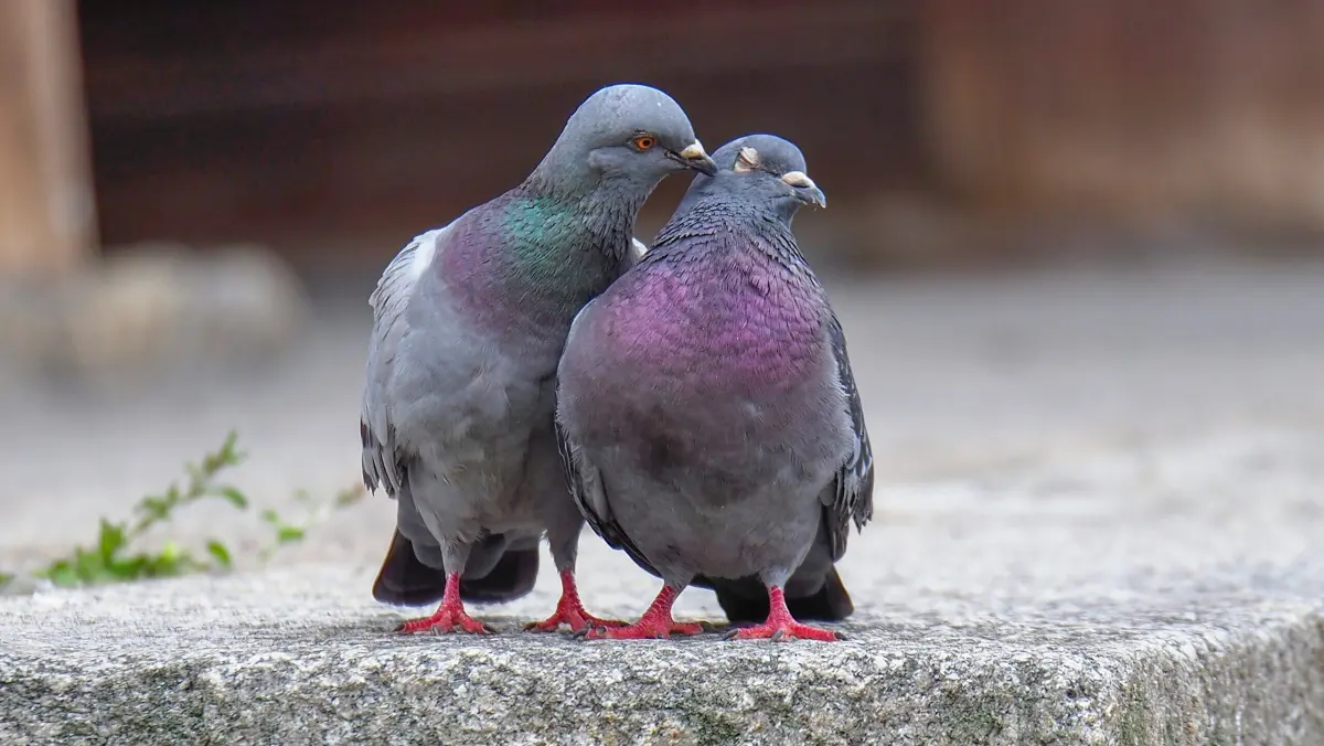 Where do pigeons live