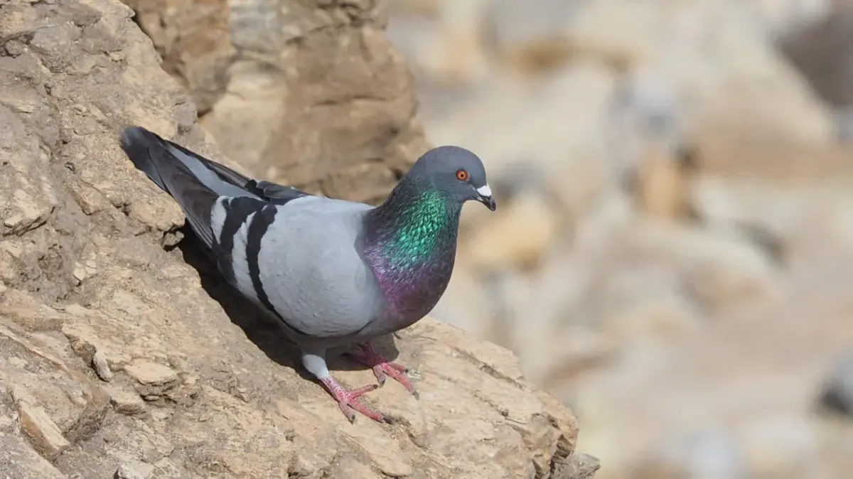 Where Did Pigeons Come From?