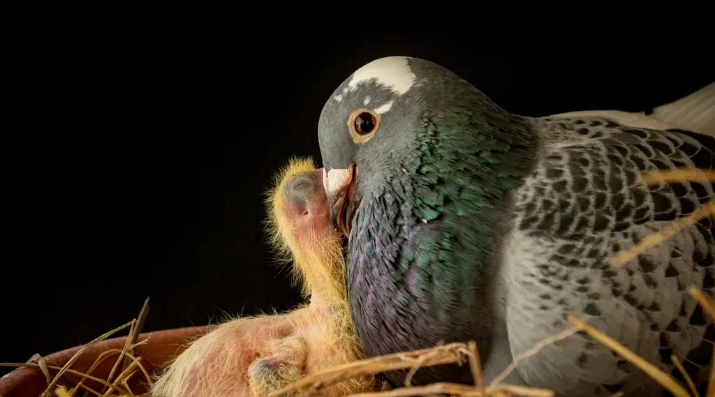 Where Do Pigeons Live? Exploring Their Urban Habitats
