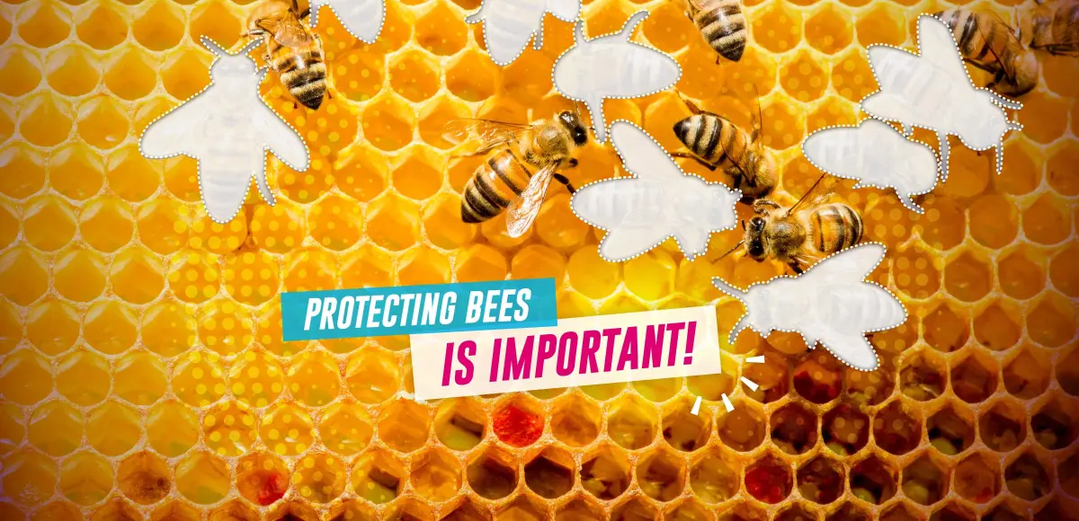 Why bees are important