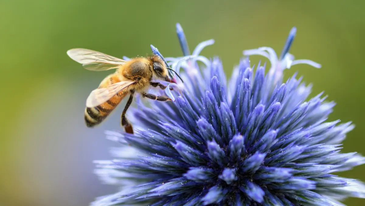 Why bees and other pollinators might be the most important creatures on the planet