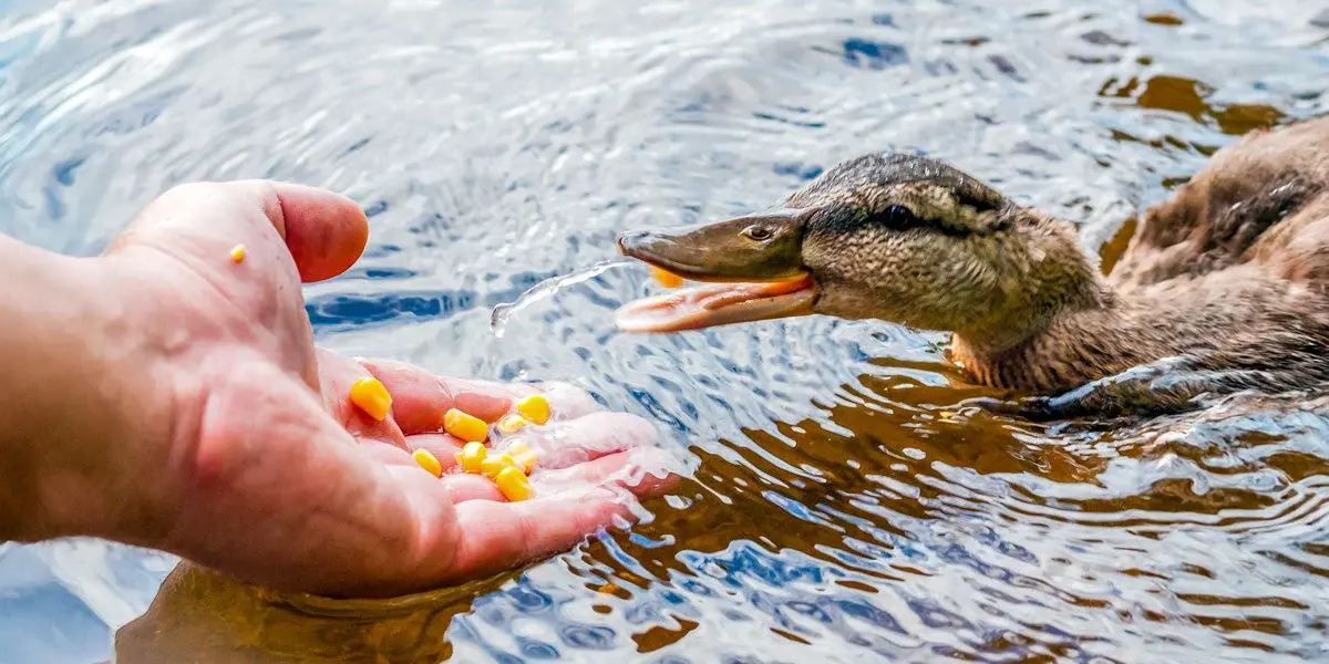 Can Ducks Eat Bread?