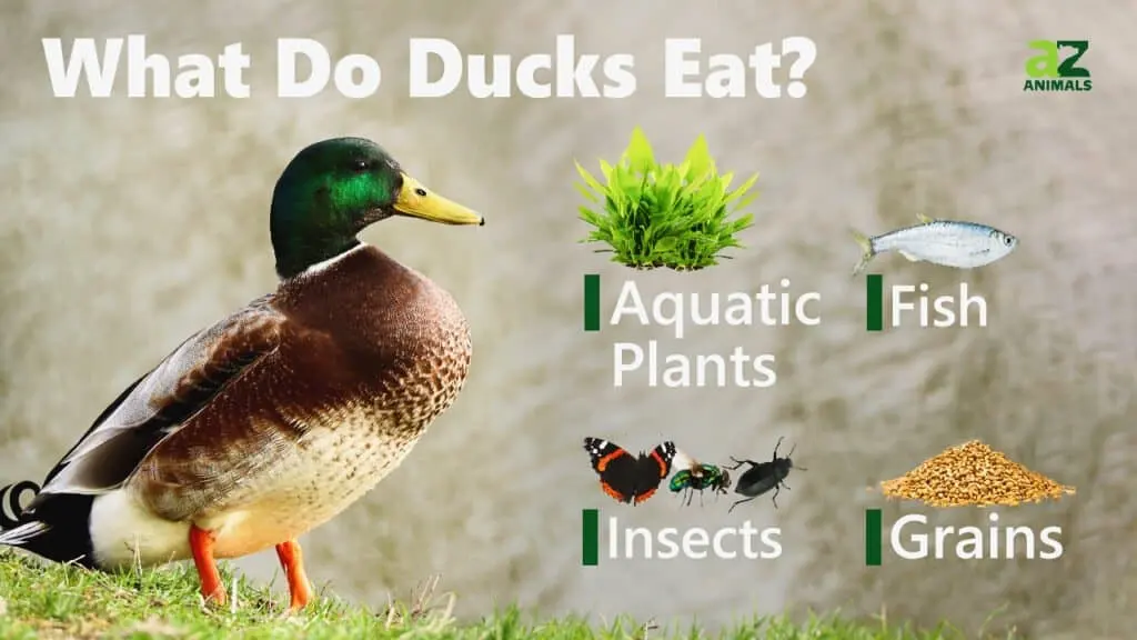 What Do Mallard Ducks Eat?