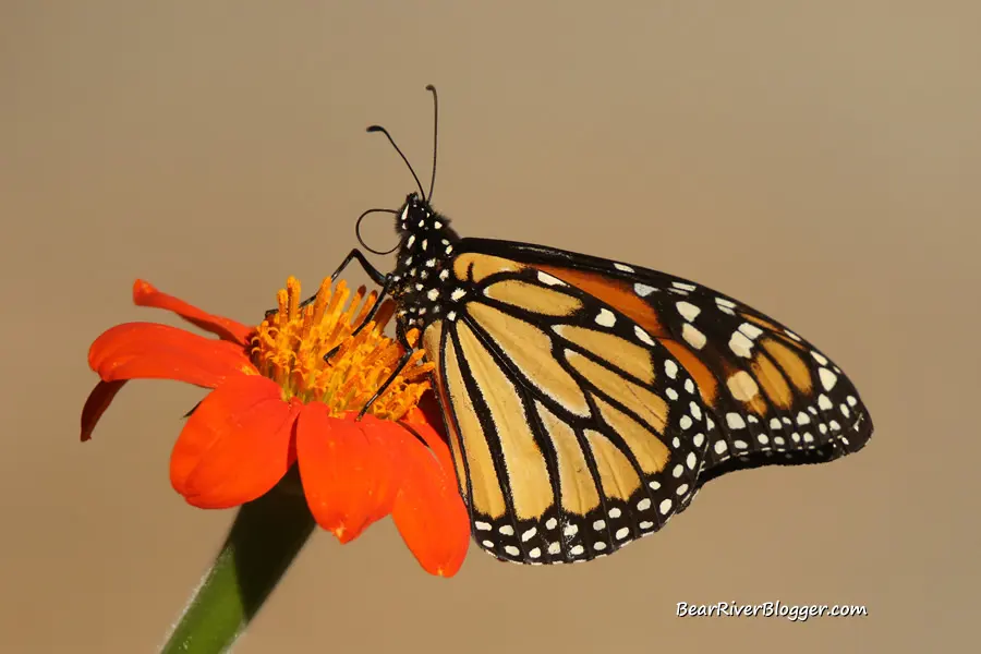 Do Monarch Butterflies Live In Utah?