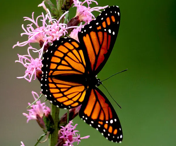 Monarch Butterfly FAQs