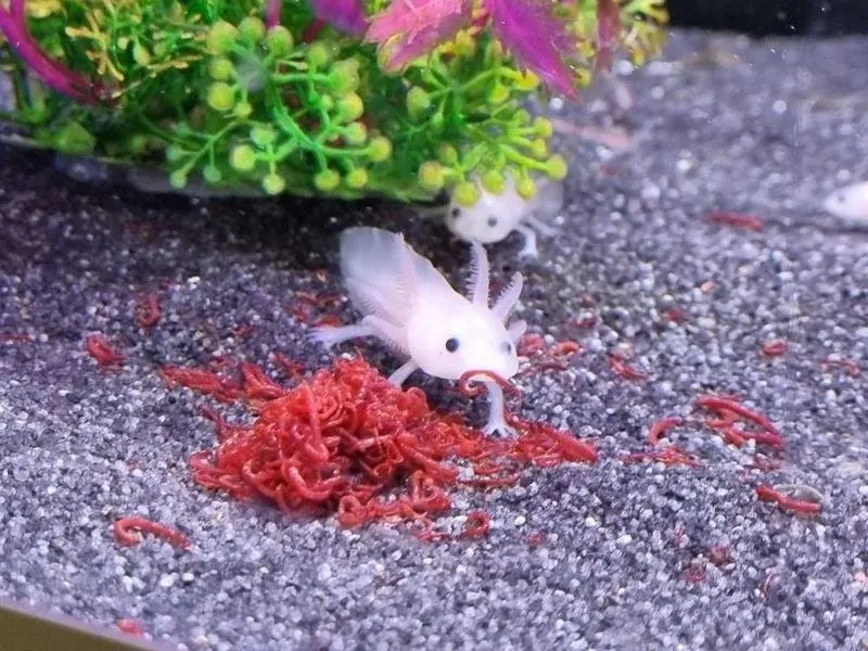 What do axolotls eat