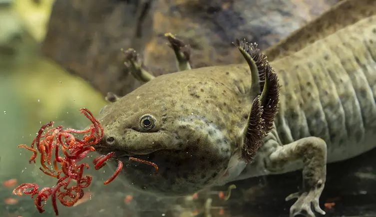 Axolotls: Meet the amphibians that never grow up