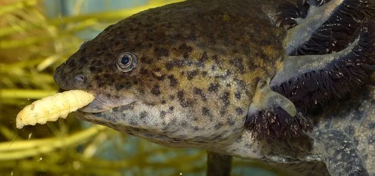 Axolotls eat — image 3