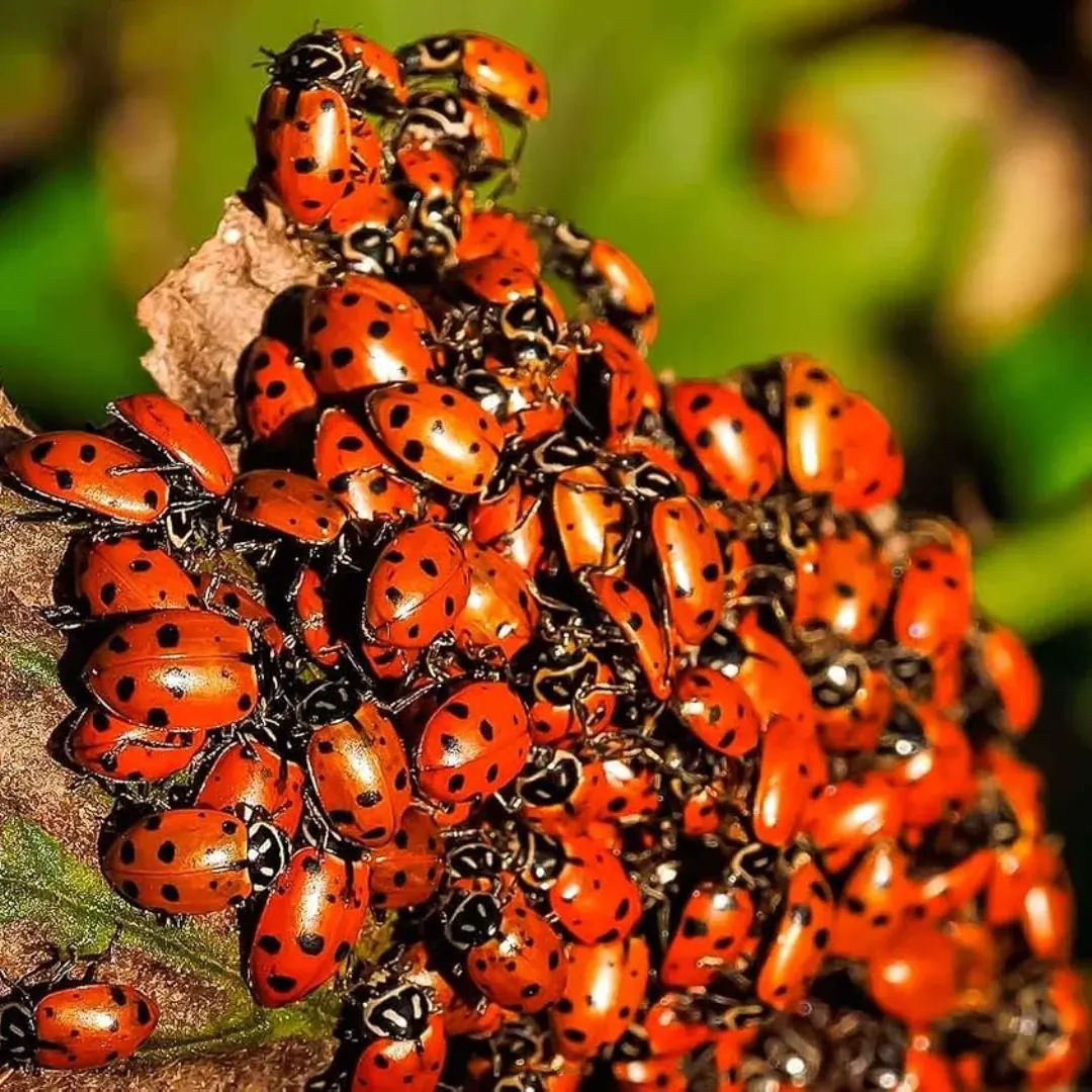 1500 Live Ladybugs for Garden Pest Control