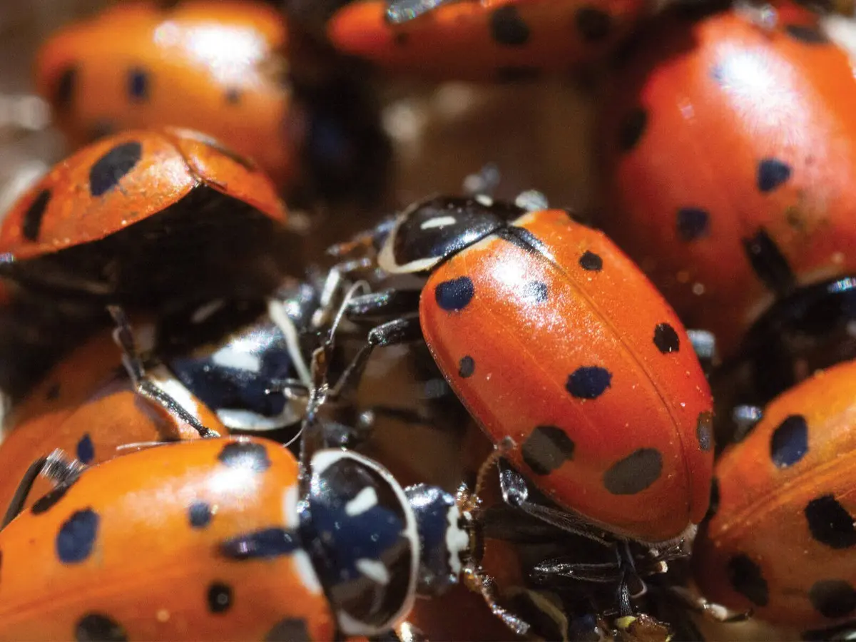 1,500 Live Ladybugs
