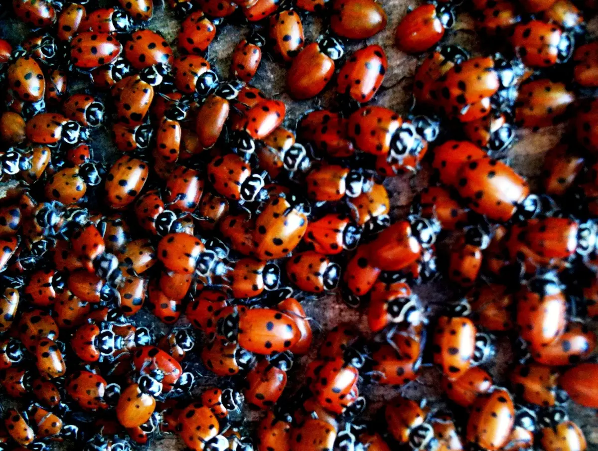 Ladybugs, Ladybugs, Flying Away Home