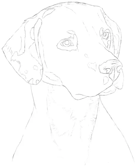 Dalmatian