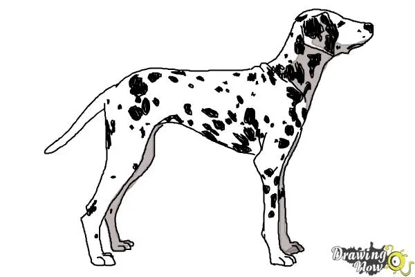 How to Draw a Dalmatian