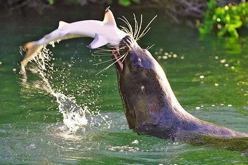 Seals eat — image 2