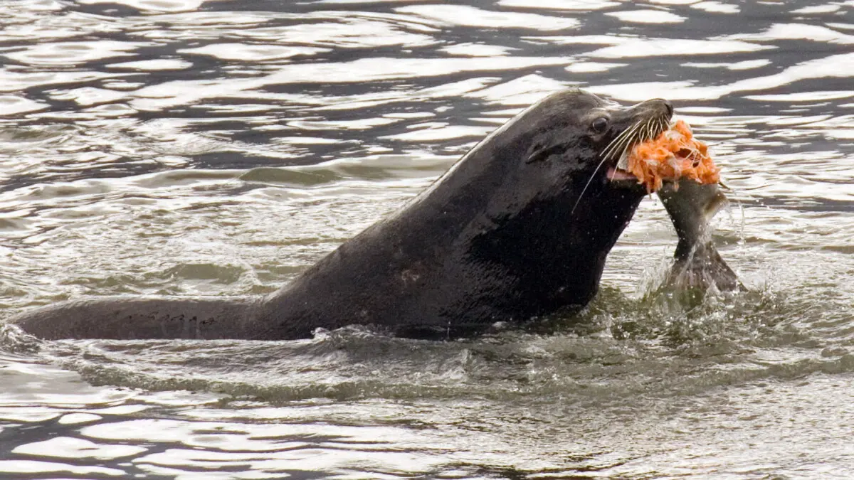 Protected seals and sea lions may be impeding salmon recovery efforts