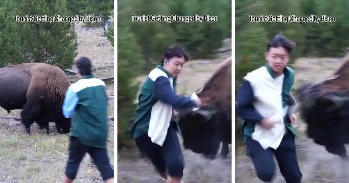 Close Call in Yellowstone Caught on Camera as Bison Charges at Tourist Breaking Park Rules