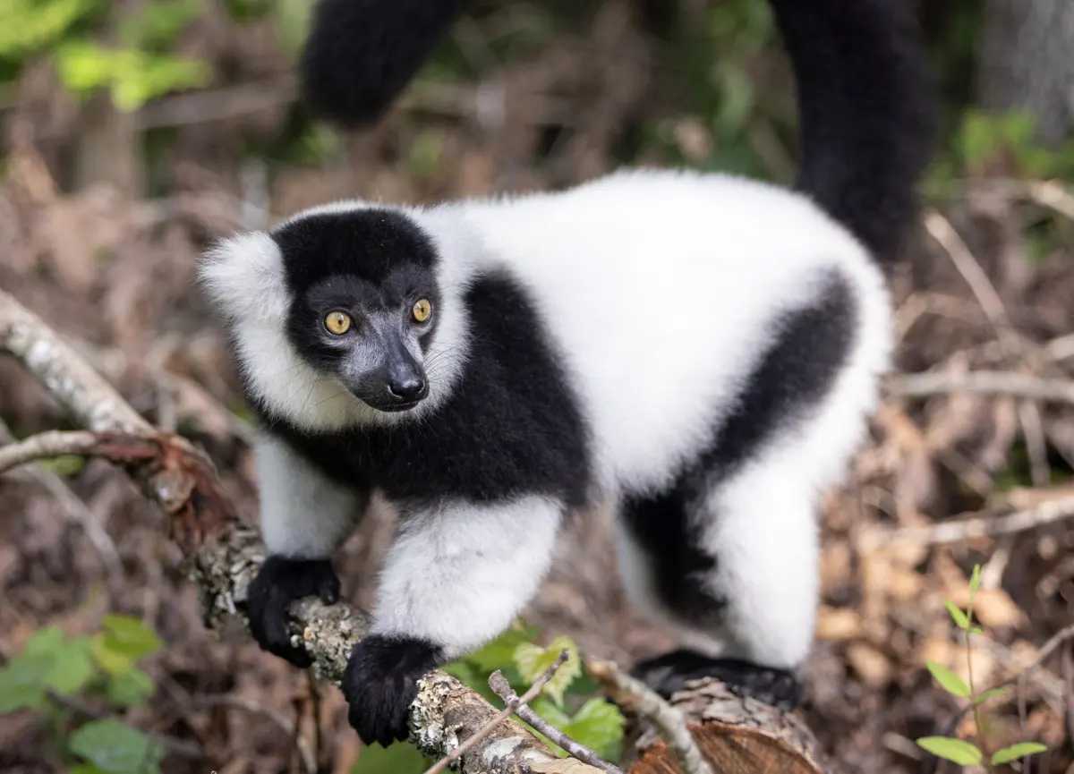 Lemurs live — image 2