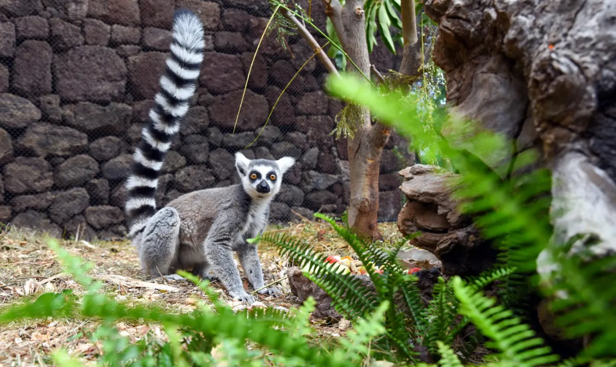 Ring-tailed Lemurs: conservation and biodiversity in Madagascar