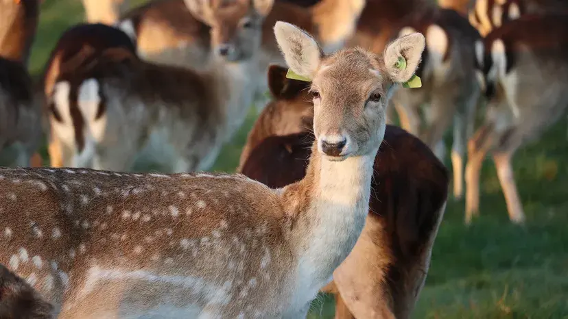What Is a Baby Deer Called? Fawn vs. Calf
