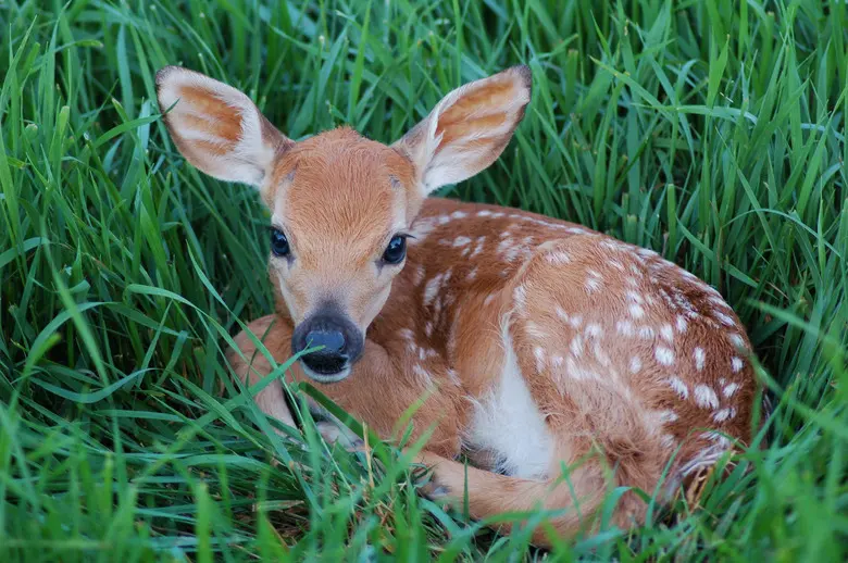 Baby deer called — image 2