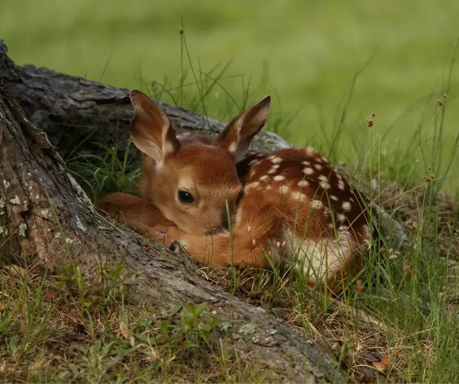 What Should You Do If You Find A Deer Fawn Alone?