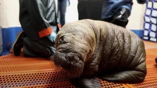 What do walruses eat
