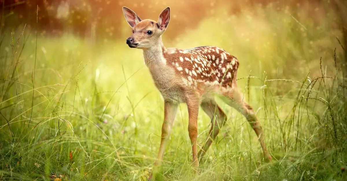 Baby Deer: 6 Incredible Facts and 6 Sweet