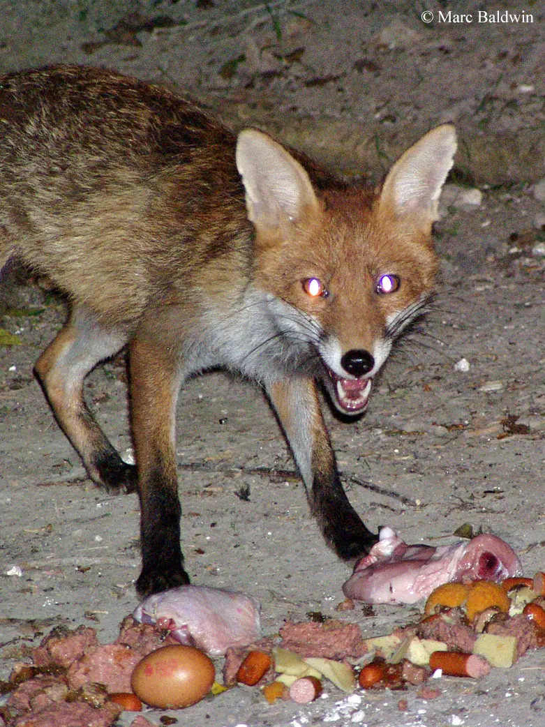 Foxes eat — image 2