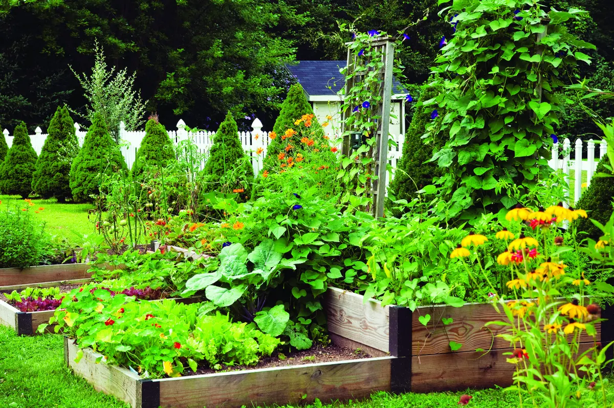 Top Companion Vegetables to Plant Together