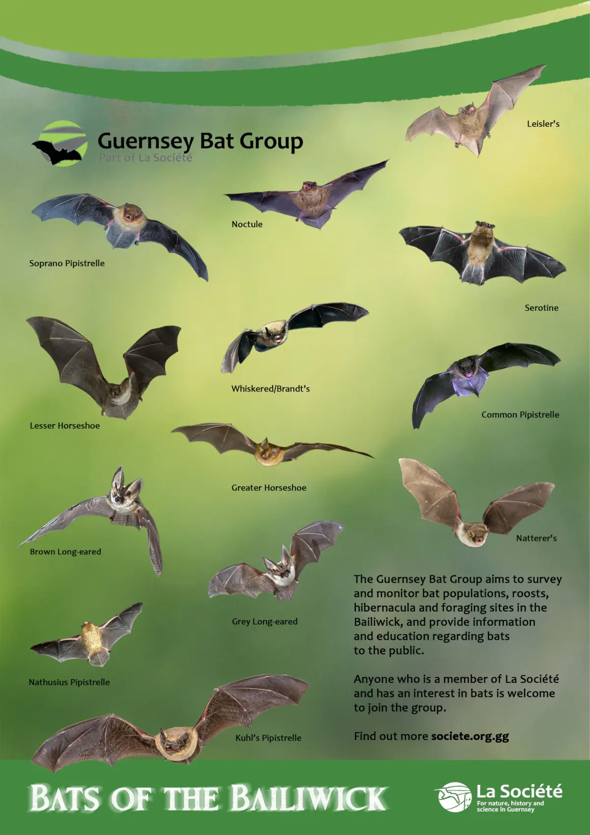 Group bats called — image 2