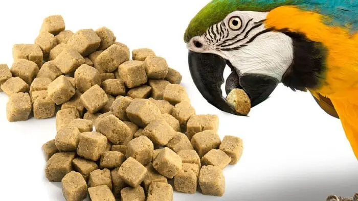 What Do Parrots Eat? 5 Types of Parrot Food