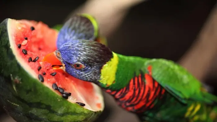 What Fruits Can Parrots Eat?